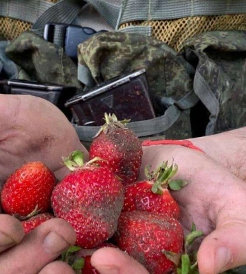 Чтобы не умереть с голода оккупанты в Херсоне нанимаются собирать клубнику за 50 грн