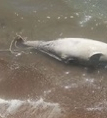 В Азовском море возле Мариуполя зафиксирован мор дельфинов