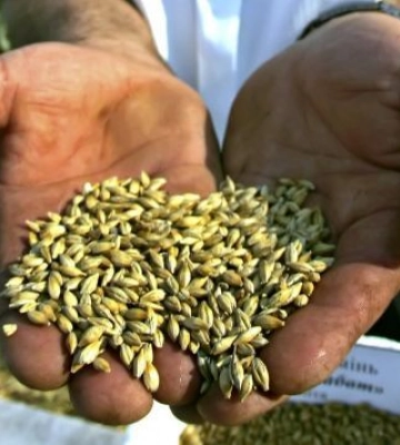 Российские оккупанты украли около 600 тыс. тонн продукции украинских аграриев