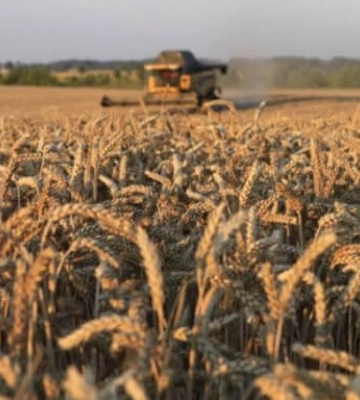 На Вінниччині прогнозується зменшення урожайності зернових на 20%
