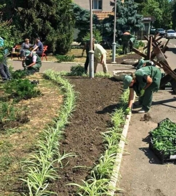На клумбах Одессы появляются новые цветы