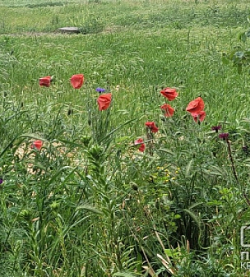 Погода у Кривому Розі 14 червня