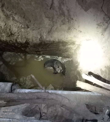 В Днепре пес упал в шестиметровую яму с водой