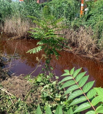 На Одещині у воді виявили невідому речовину червоно-помаранчового кольору, - ФОТО