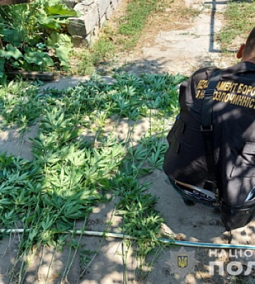 У Кривому Розі затримали раніше судимого чоловіка за посів та зберігання конопель