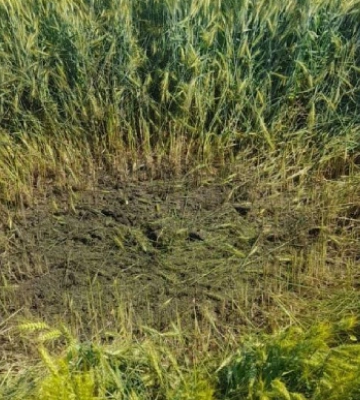 Прикордонники збили ворожий дрон із вибухівкою