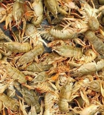 На Одещині браконьєри ловили раків на озері Катлабуг,- ФОТО