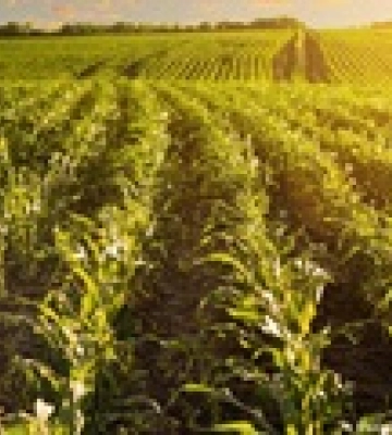 За рік роботи ринку українці продали землі на сім мільярдів гривень