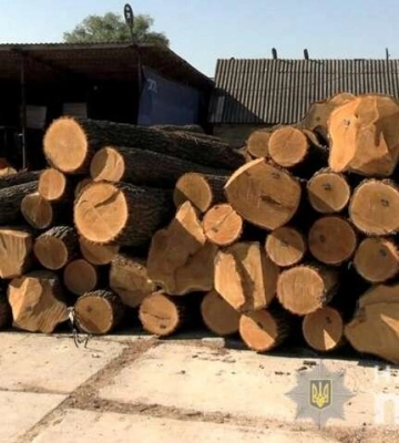 На Вінниччині злочинна група «полювала» на цінну деревину (фото, відео)