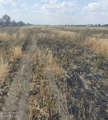 На Одещині спалахнула суха трава, вогонь розповсюдився на поле з ячменем, - ФОТО