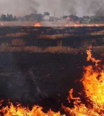 Військові рф випалюють фосфорними бомбами пшеничні поля на Запоріжжі