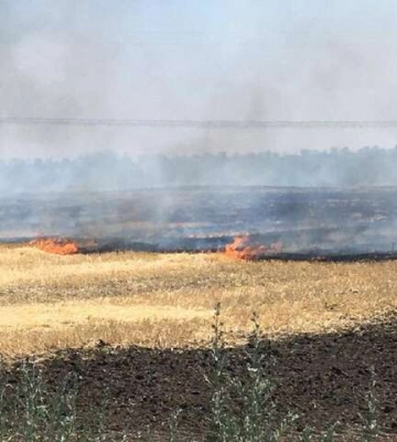 На Дніпропетровщині обстріли рашистів спалили 20 га пшениці
