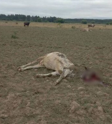 Окупанти з &quot;градів&quot; вдарили по пасовищу з коровами – прикордонники