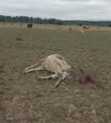 Окупанти обстріляли Градами стадо корів