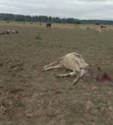 Російські загарбники «градами» обстріляли пасовище з коровами