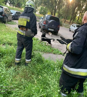 В Днепре на рассвете спасали собаку