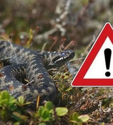 Змії покусали дівчат і хлопчика на Львівщині. Усі в реанімації