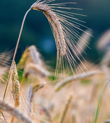 У Волинській області будується сухий порт для експорту агропродукції – голова ОВА