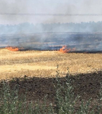 Близько 400 га полів з посівами знищено на Дніпропетровщині внаслідок бойових дій, - облрада