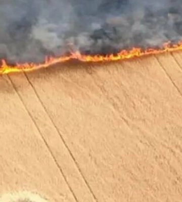 Близько 400 га полів з посівами знищено на Дніпропетровщині внаслідок бойових дій, - облрада