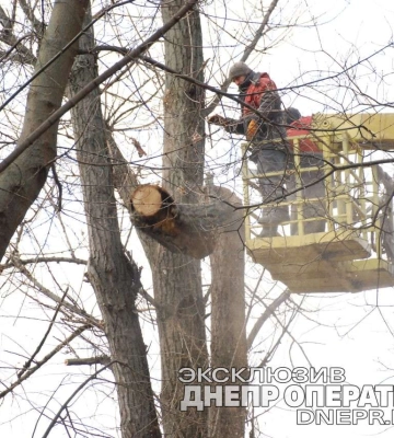 У дніпровському парку Глоби продовжують пиляти і омолоджувати дерева: що відбувається зараз