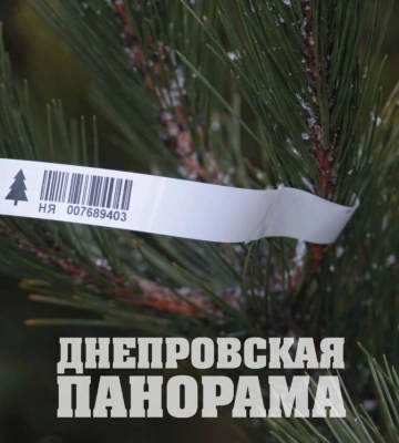 Где купить дешевую елку. В Днепре за елками стоят в очереди