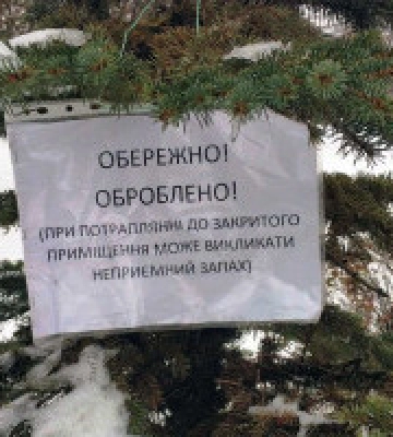У Києві хвойні дерева обробляють репелентами, щоб убезпечити їх від незаконної вирубки