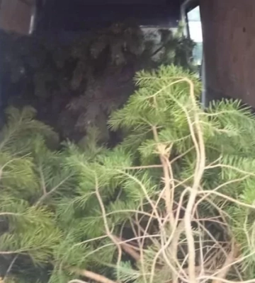 На Полтавщині патрульні зупинили автівку, в якій перевозили незаконно зрубані ялинки
