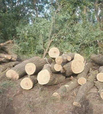 На Полтавщині затримали чоловіка, що незаконно спилював ліси