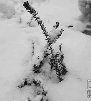 Погода у Кривому Розі 25 грудня