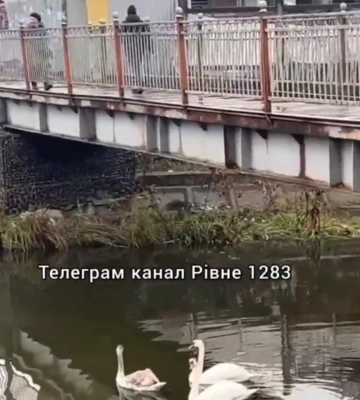 У Рівному помітили лебедів на Усті (ВІДЕО)