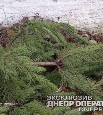 У Дніпрі двоє чоловіків намагалися заробити на вкрадених ялинках