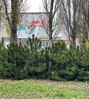 Як перевірити легальність вашої ялинки: поради криворіжцям