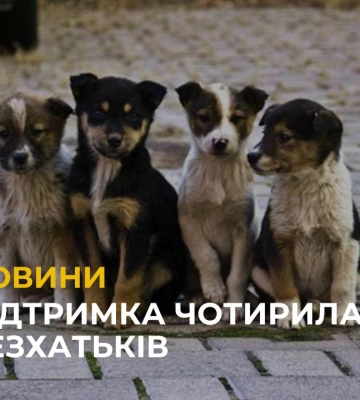 У Львові проживає близько 300 безпритульних собак: як допомогти чотирилапим? (відео)