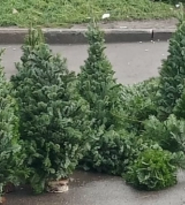На ринках у Рівному не продають живих ялинок