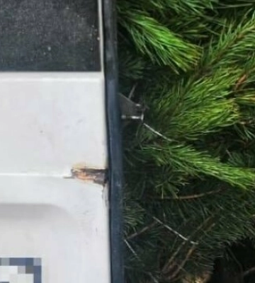 В Одесі зупинили автівки із незаконно зрубаними ялинками