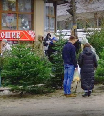 Скільки коштують новорічні ялинки у Рівному (ФОТО)
