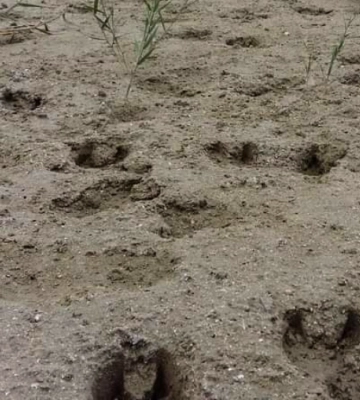 На півдні Одещини з’явилися дикі кабани