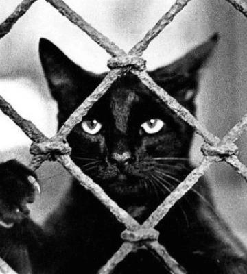 Запорізький фотограф прославив чорного кота