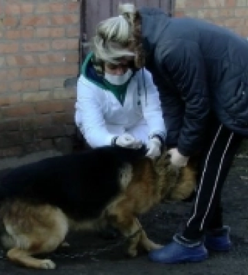 У двох селах Волині запровадили карантин через сказ. ВІДЕО