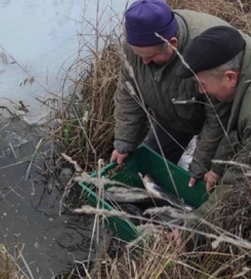 Коропи, товстолоби, амури: на Ковельщині до водосховища випустили 2,5 тонни риби 