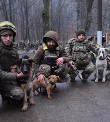 Прикордонники після бойового завдання повернулися на Закарпаття і привезли з собою врятованих собак
