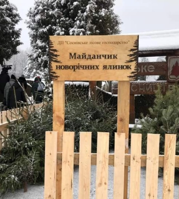 Удвічі менше, ніж минулоріч: скільки новорічних дерев продали лісгоспи на Рівненщині