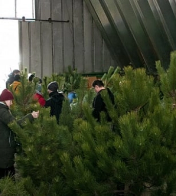 Лісгоспи Дніпропетровщини вже завозять ялинки на продаж