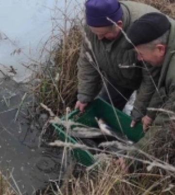 До Кричевичівського водосховища вселили понад 2 тонни риби