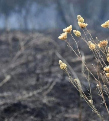 Квітка-символ. Через бойові дії на Миколаївщині можуть зникнути унікальні види волошок — природозахисник