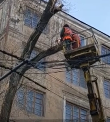 У Дніпрі за заявками мешканців обстежують аварійні дерева