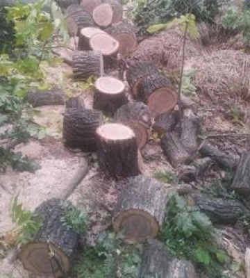 Двоє мешканців Полтавщини незаконним вирубуванням дерев завдали державі збитків на понад 300 тисяч гривень