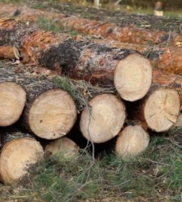 На Рівненщині за порубку лісу сплатили майже 100 тис грн громаді