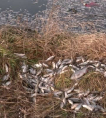 У водоймі в Рівному виявили мертву рибу. Екоінспекція з&#039;ясовує причини